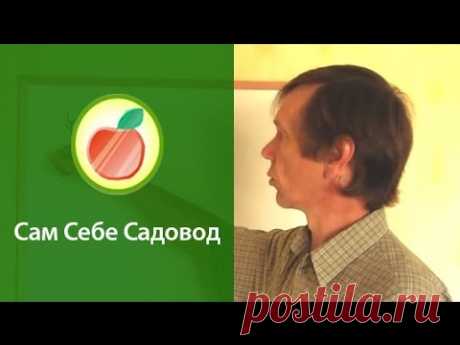 Подвои семенные и клоновые, саженцы со вставкой « Видео-блог Садовода