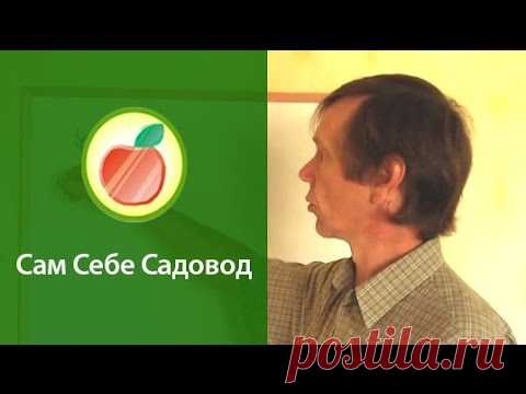 Подвои семенные и клоновые, саженцы со вставкой « Видео-блог Садовода