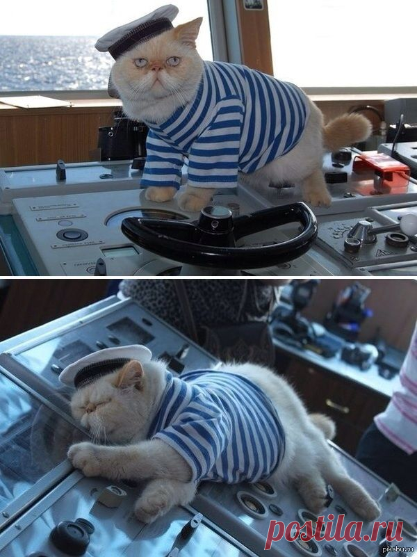 Meet the captain cat - a resident of a Russian heavy atomic battlecruiser "Pyotr Velikij"