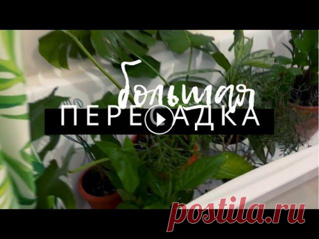 БОЛЬШАЯ ПЕРЕСАДКА маминых растений Ноябрь не самое удачное время для пересадки растений, но в некоторых случаях это единственный правильный выход!...