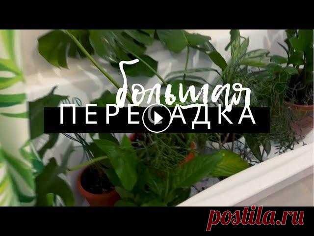 БОЛЬШАЯ ПЕРЕСАДКА маминых растений Ноябрь не самое удачное время для пересадки растений, но в некоторых случаях это единственный правильный выход!...
