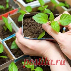 Лунный календарь для растений на февраль 2016 год.