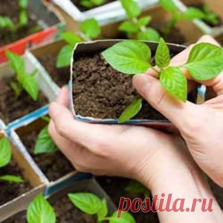 Лунный календарь для растений на февраль 2016 год.