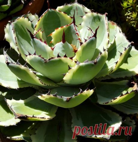 danger garden: Marion Jarvie’s Garden