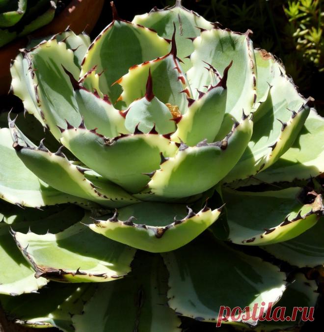 danger garden: Marion Jarvie’s Garden