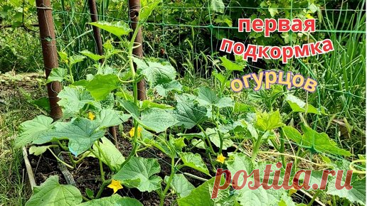 Статьи, новости и видео от популярных блогеров и СМИ | Будь в теме — будь в Дзене