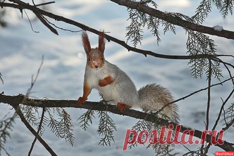 Фото: С "припудренным" носиком.... Фотолюбитель Виталий Исиков. Фото животных. Фотосайт Расфокус.ру