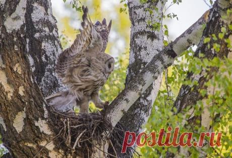 «На охоту!» Бородатая неясыть осторожно выходит из гнезда, чтобы ненароком не наступить на птенцов. Снимала Татьяна Смирнова: nat-geo.ru/community/user/23699