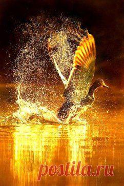 Прекрасное не требует доказательств...