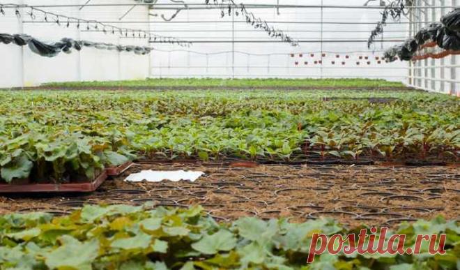 Как оживить закисшую почву — Ⴚα∂ ℨα୮০τ০Ᏸҡα