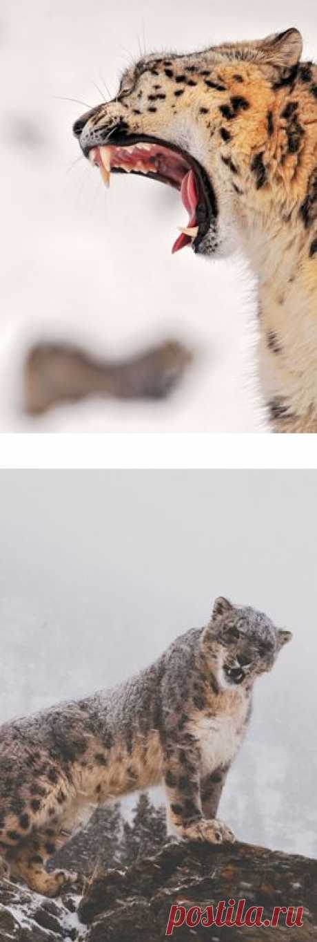 Vision - A Responsive Tumblr Theme Preview - ThemeForest
