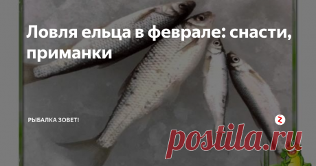 Ловля ельца в феврале: снасти, приманки Февраль – это время для начала клева ельца. В самом начале месяца елец себя плохо проявляет, так как еще не совсем отошел от кислородного голодания, которое пришлось пережить в январе. А вот во второй половине февраля, когда уже погода становится наиболее теплой, елец начинает себя активно вести.
Искать ельца далеко от берега не стоит. Когда начинаются январские морозы, он уходит на зимовальные ям