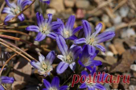 Комнатная бродиэя — роскошные синие акценты в интерьере. Виды. Уход в домашних условиях — Ботаничка.ru