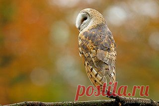 Сипуха Назад | Flickr - Photo Sharing!