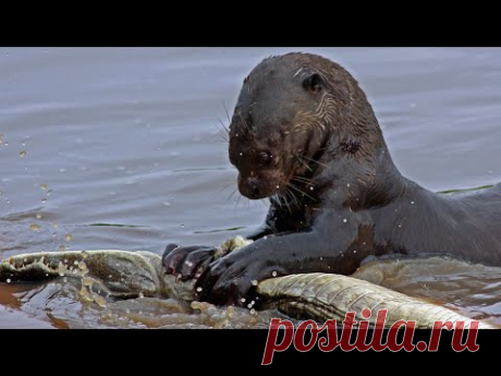 Злобная сестричка медоеда! ГИГАНТСКАЯ (БРАЗИЛЬСКАЯ) ВЫДРА В ДЕЛЕ! Против ягуаров, кайманов, змей!
