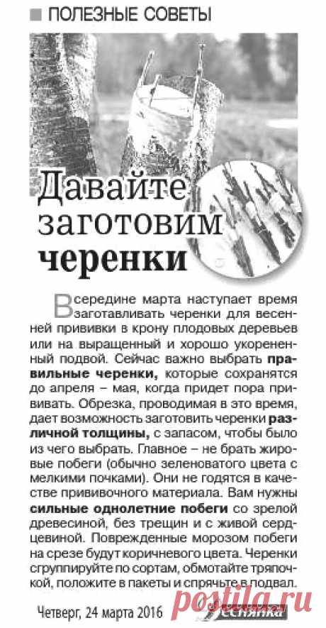 Заготовка черенков для весенней прививки плодовых деревьев