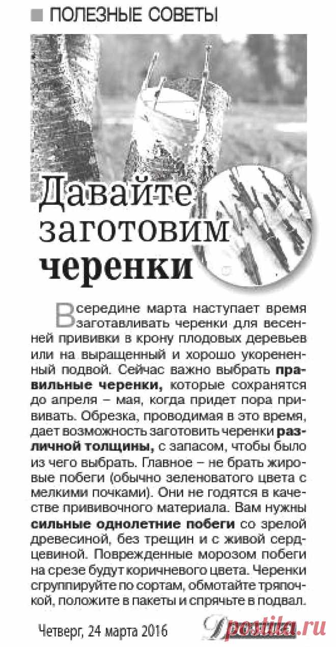 Заготовка черенков для весенней прививки плодовых деревьев