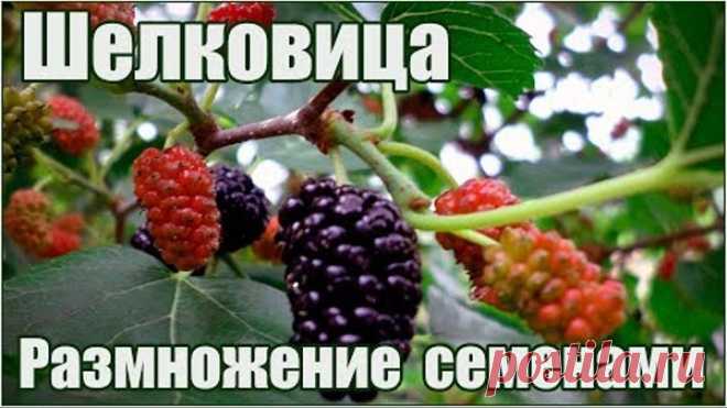 Шелковица morus - размножение семенами - стратификация и посадка