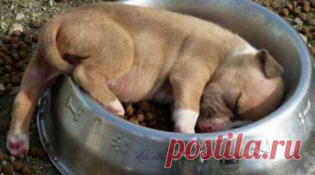 Спят усталые щеночки, в миске спят Внимание! Сейчас вас разорвет от умиления. Если в процессе просмотра этого поста вы ни разу не улыбнулись, вам нужно срочно провериться: вполне возможно, вы — биоробот. Ну просто потому, что разве мож...