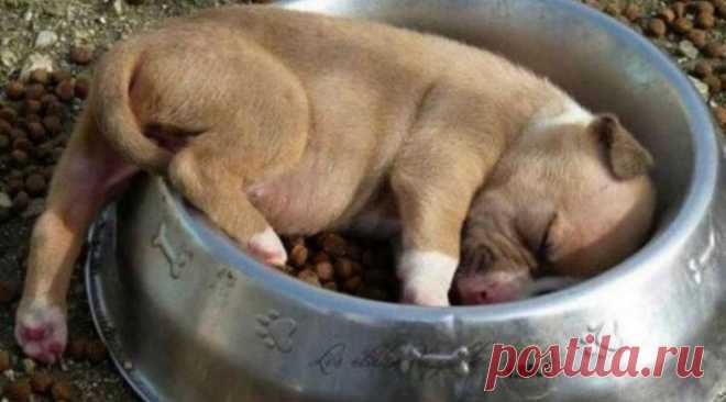 Спят усталые щеночки, в миске спят Внимание! Сейчас вас разорвет от умиления. Если в процессе просмотра этого поста вы ни разу не улыбнулись, вам нужно срочно провериться: вполне возможно, вы — биоробот. Ну просто потому, что разве мож...