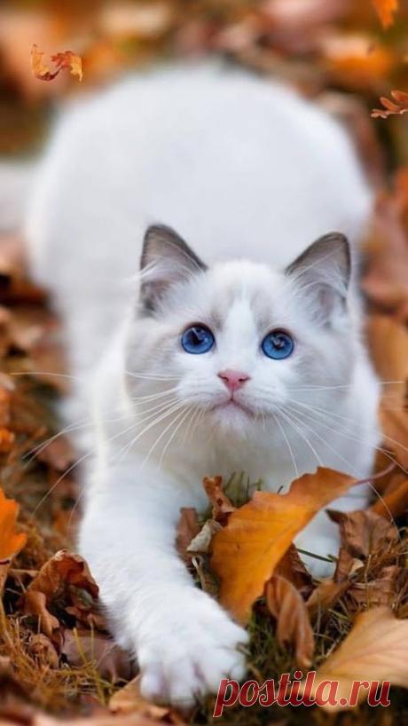 (1) КОШКИ ЭТО КОШКИ