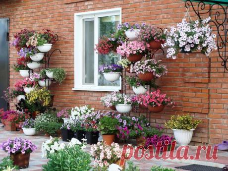 Петуния - хвастаемся цветущими растениями - Страница 17 - Форум цветоводов Фрау Флора