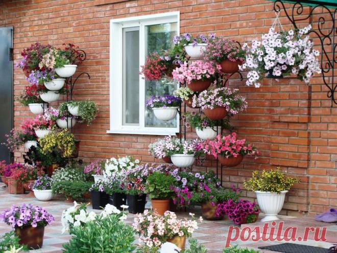 Петуния - хвастаемся цветущими растениями - Страница 17 - Форум цветоводов Фрау Флора