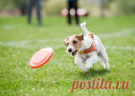 Как помочь собаке прожить более долгую и счастливую жизнь | PetTips