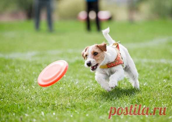 Как помочь собаке прожить более долгую и счастливую жизнь | PetTips