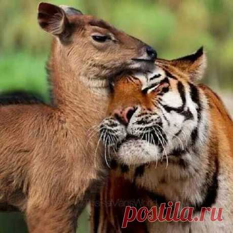 Animals - Google+