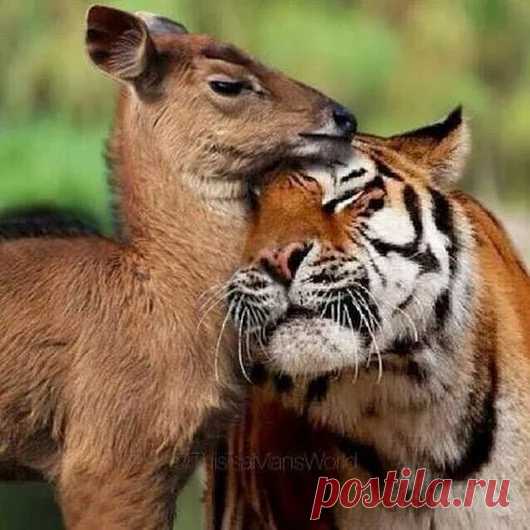 Animals - Google+