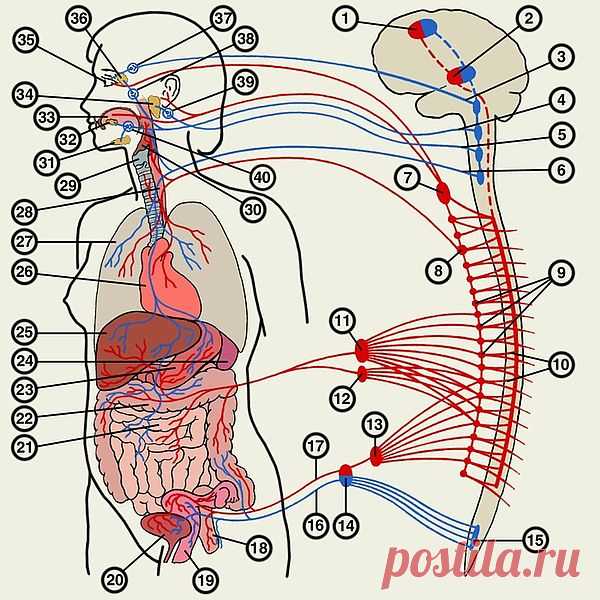 ПЕРЕЧЕНЬ ОРГАНОВ И СИСТЕМ ОРГАНИЗМА ПРЕДЛАГАЕМЫХ ДЛЯ ЛЕЧЕНИЯ И ДИАГНОСТИКИ.
НЕРВНАЯ СИСТЕМА.
1. Головной мозг.
2. Спинной мозг.
3. Периферические нервы.