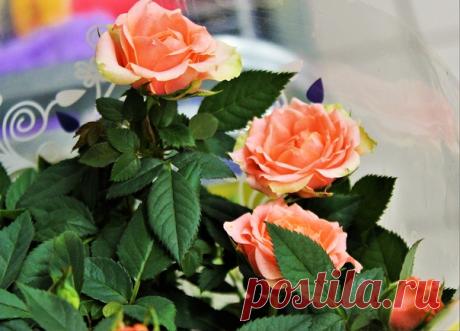 Отличного всем воскресного дня! Пусть последний выходной лета будет с яркими впечатлениями)))😍🌹☀