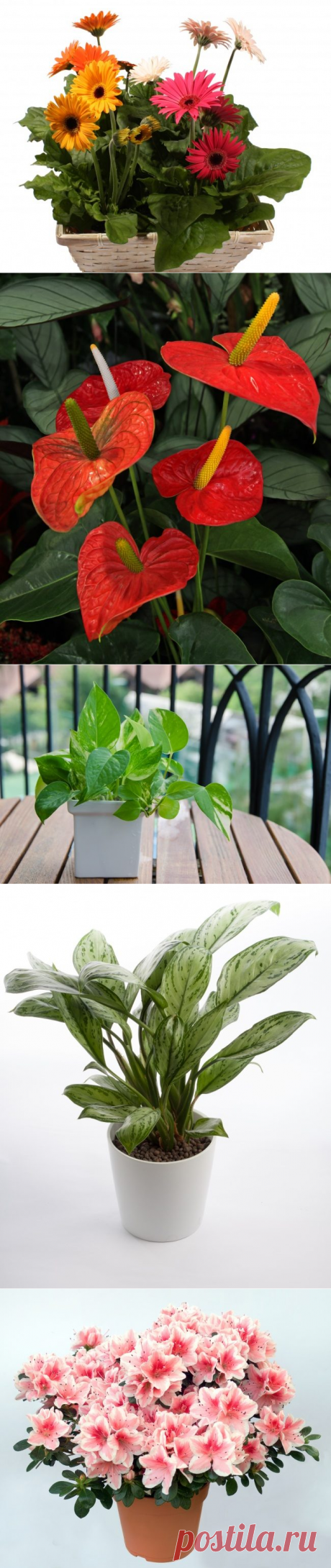 Самые лучшие растения для очистки воздуха /