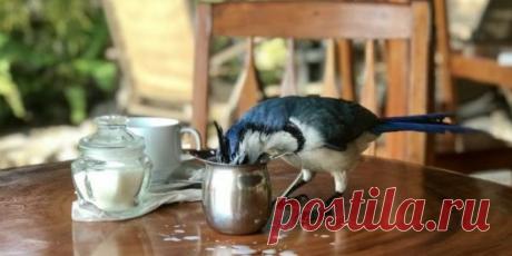 Вороватая соседка: история из деревенской жизни