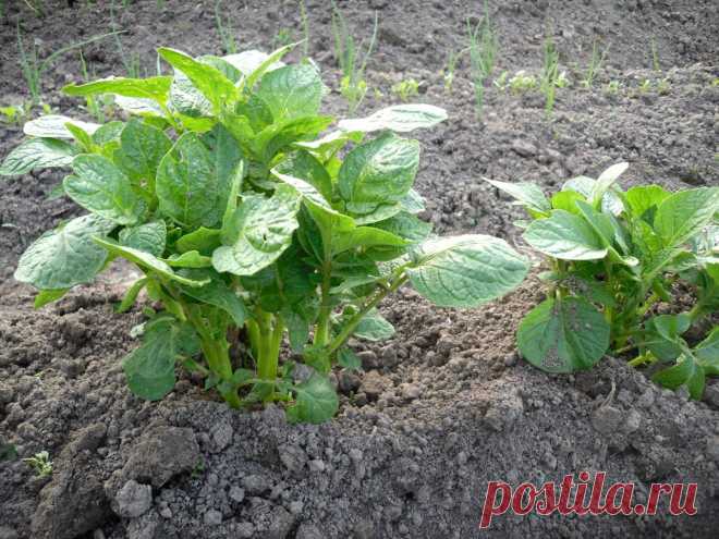 Традиционные и необычные способы посадки картофеля | Огород без хлопот