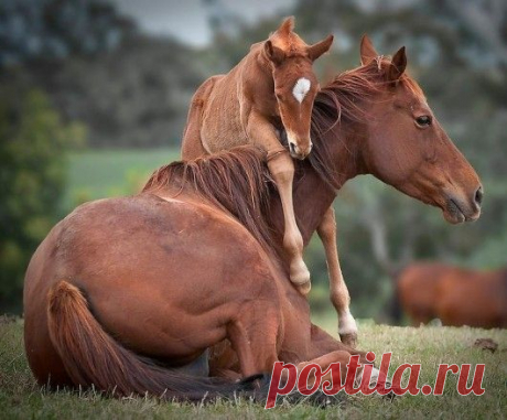 Horses / Источник: piccsy.com  
 |   Pinterest • Всемирный каталог идей