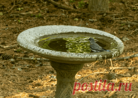 Календарь сезонных работ в саду: декабрь - Planetalsad