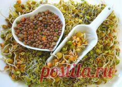 Польза и вред для худеющих... Все о пророщенной пшенице - Диеты со всего света