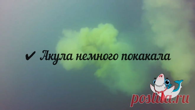 ✔ Акула немного покакала
