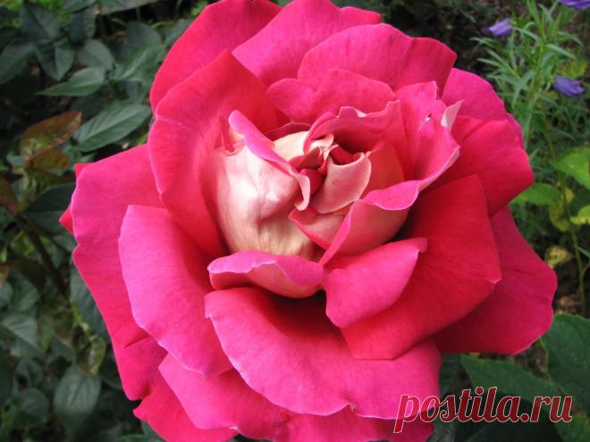 Вестник садовода - ВЕСЕННЯЯ ПОКУПКА РОЗ: выбор сорта, цена