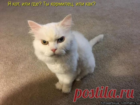 Лучшие котоматрицы недели (50 фото) Прикольные картинки от сайта Котоматрица.

















































