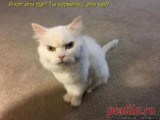 Лучшие котоматрицы недели (50 фото) Прикольные картинки от сайта Котоматрица.

















































