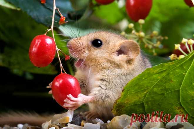 10 самых милых животных Представляем вашему вниманию список животных, которых так и хочется потискать.