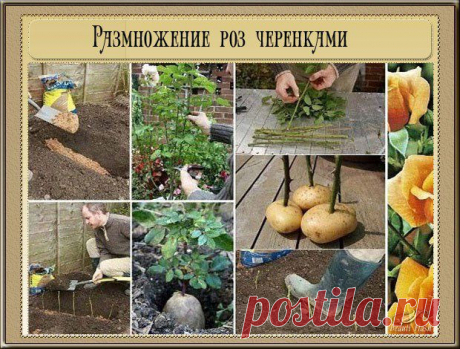 Идеи для дачи и сада | 892 фотографии