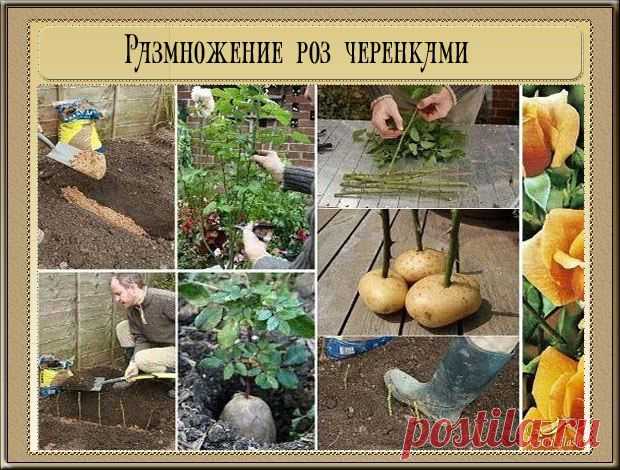 Идеи для дачи и сада | 892 фотографии