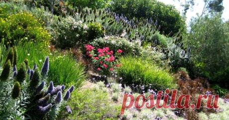 6 красивых растений для укрепления склонов Любая возвышенность со временем разрушается и стремится стать ровной. Если ваш участок располагается на небольшом склоне, необязательно сооружать сложные опорные конструкции. Пологий склон помогут укрепить растения. Главное – выбрать их правильно.