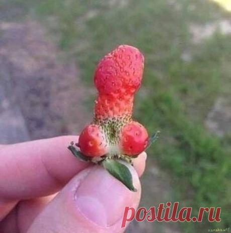 Какое лето, такая и клубника.