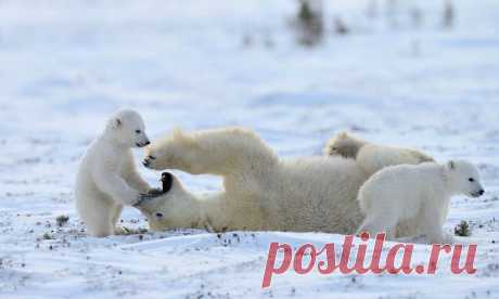 ❀LIVE ART❀ - на Мой Мир@Mail.ru