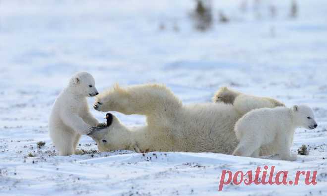 ❀LIVE ART❀ - на Мой Мир@Mail.ru